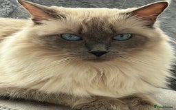 Ragdoll cats for sale: Stunning bluepoint Ragdoll kittens - Image 32