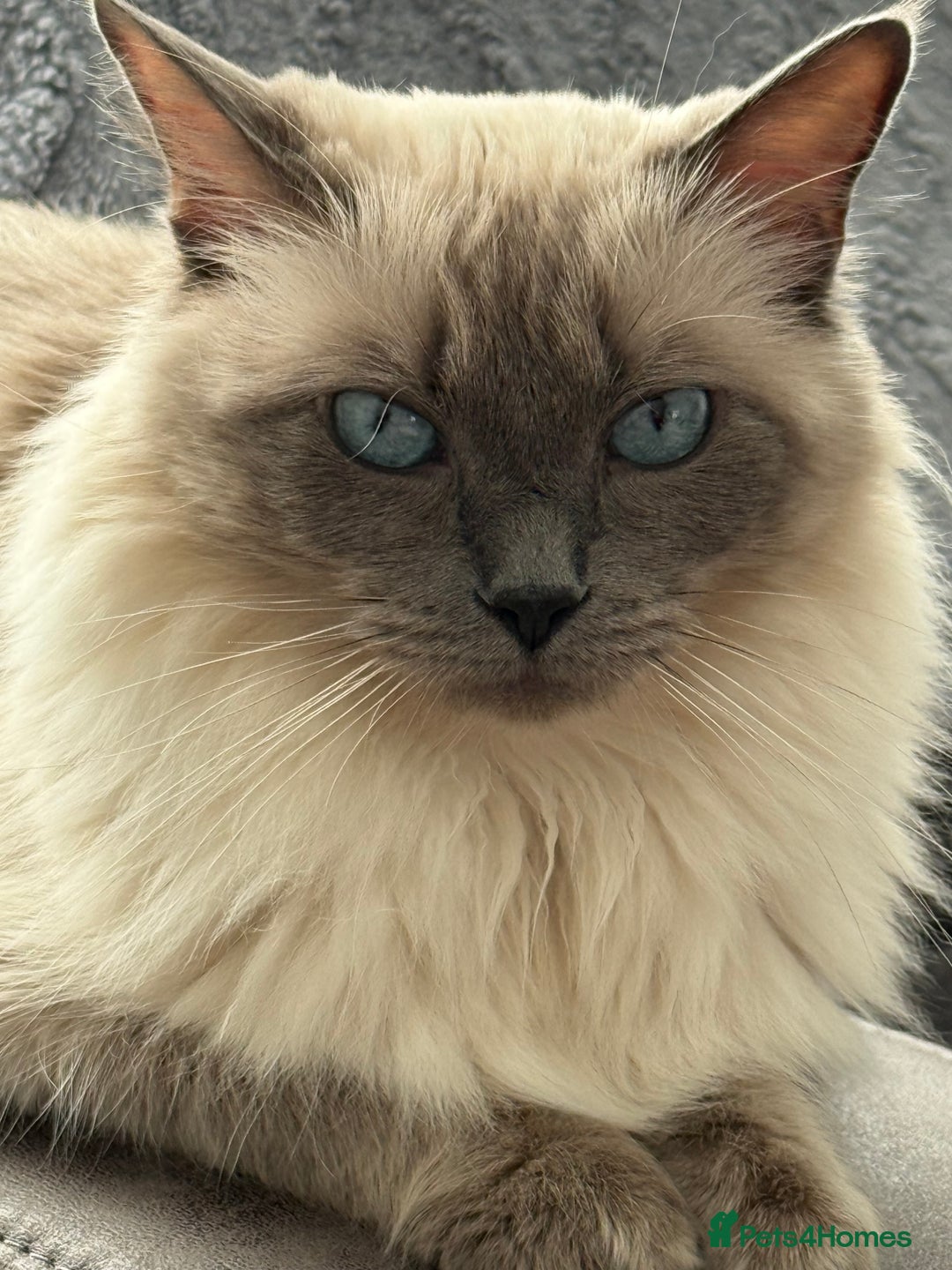 Ragdoll cats for sale: Stunning bluepoint Ragdoll kittens - Image 32