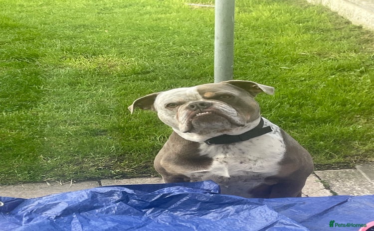 Dorset Olde Tyme Bulldogge dogs - Advert 6