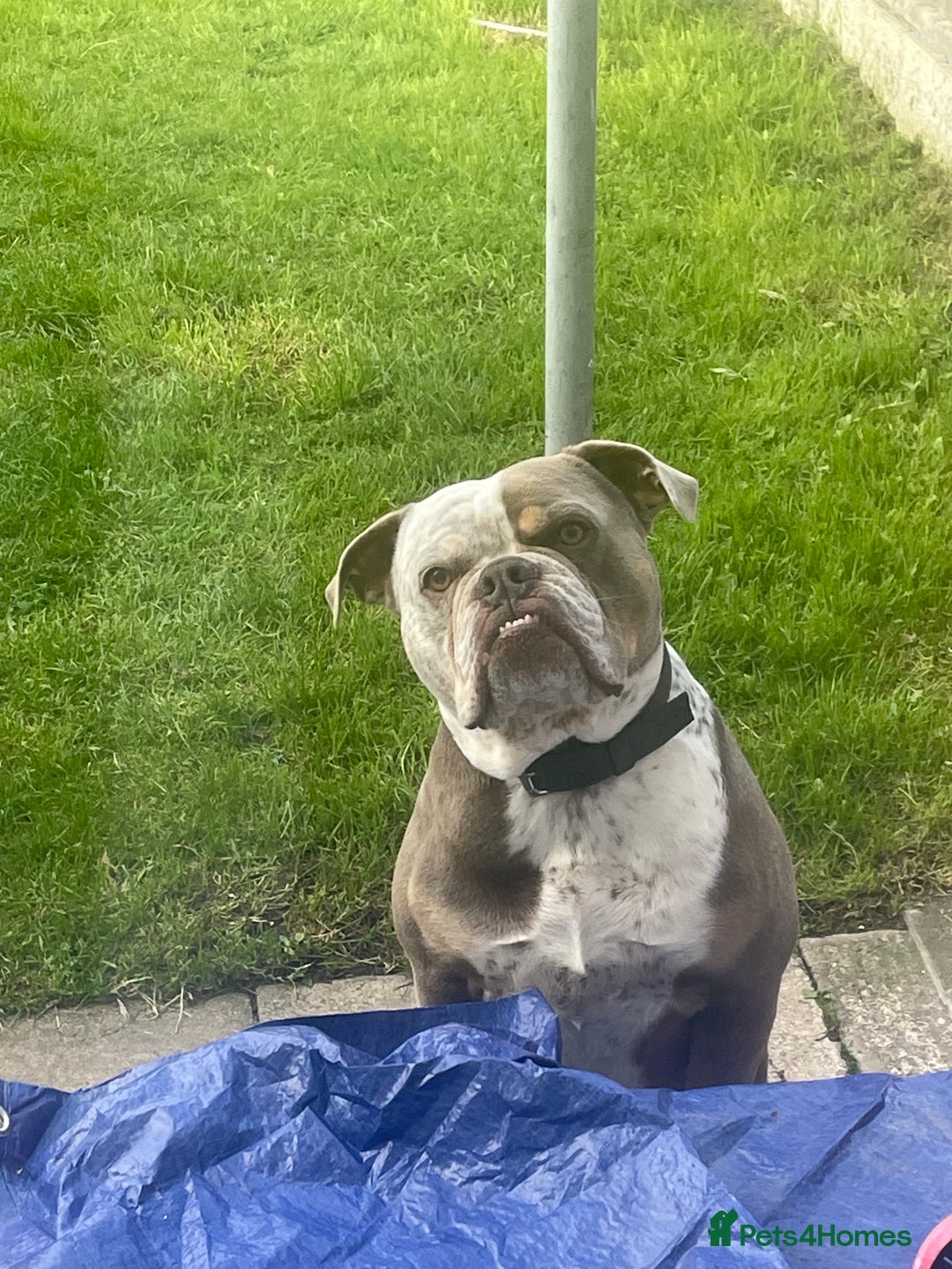 Dorset Olde Tyme Bulldogge dogs for stud: Brock - Image 1