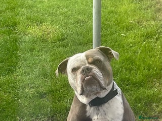 Dorset Olde Tyme Bulldogge dogs - Advert 40