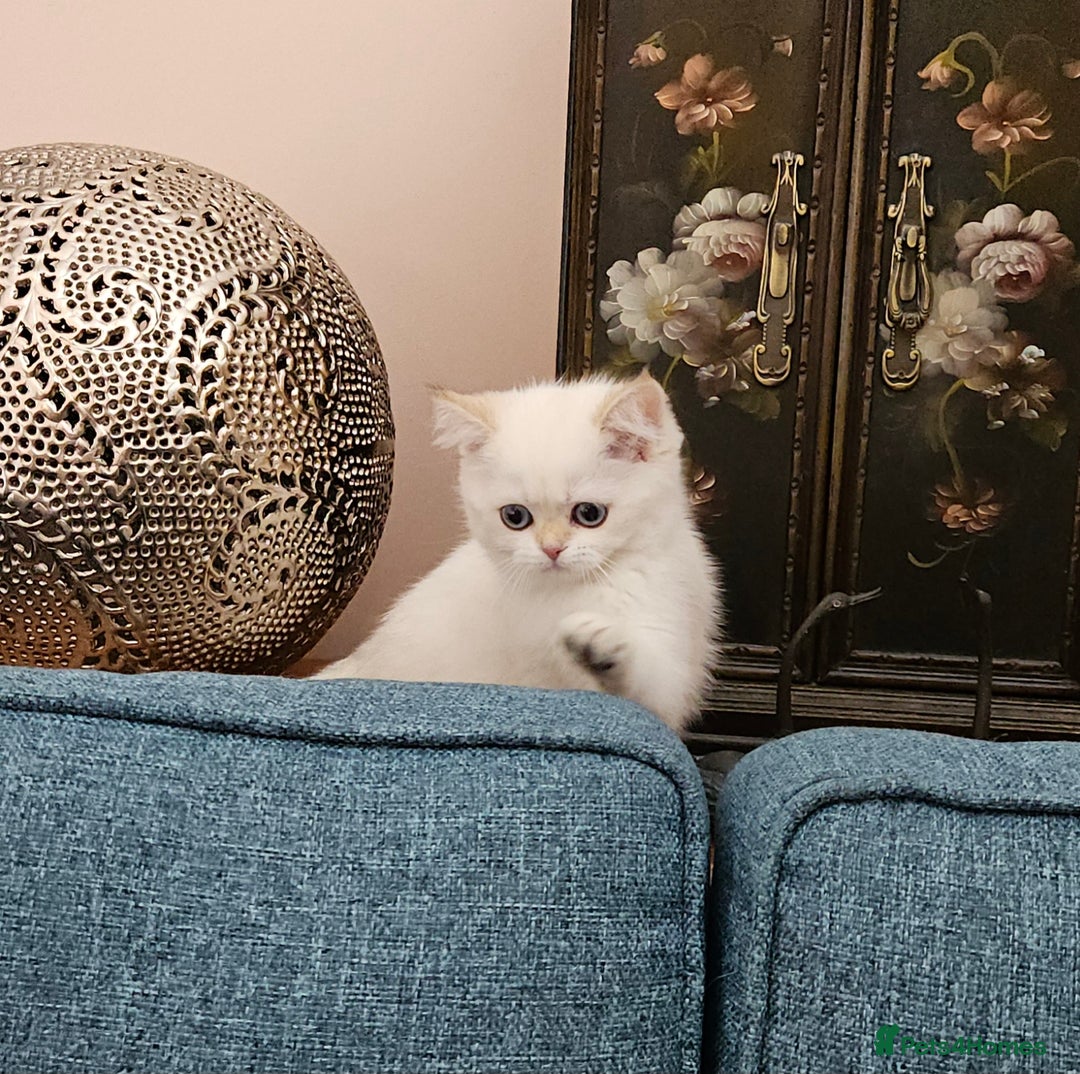 Scottish Fold cats for sale: Excellent Scottish straight kittens  - Image 23
