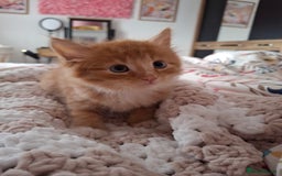Maine Coon cats for sale: Absolutely Beautiful Half Maine Coon Male Kitten - Image 4