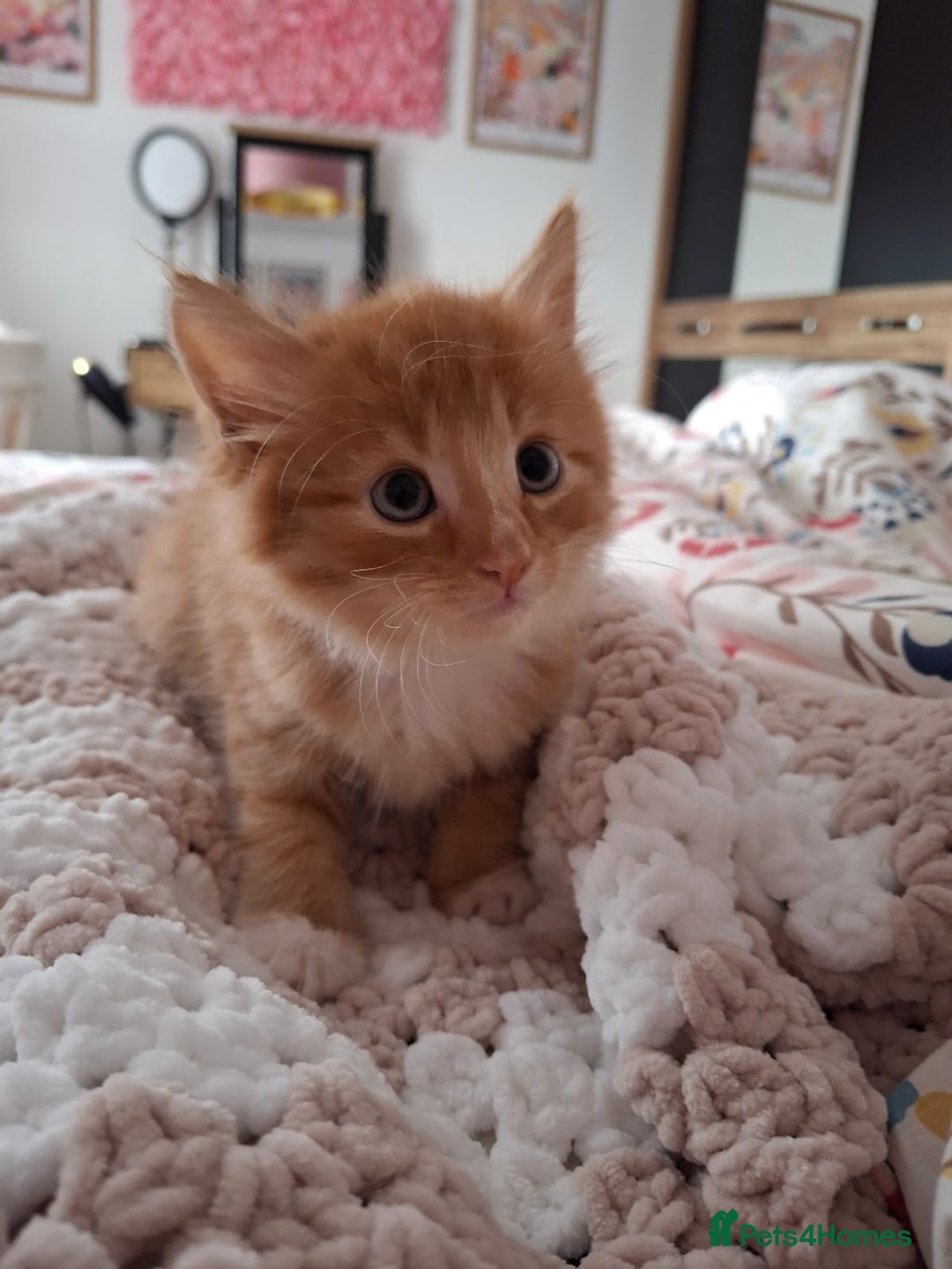 Maine Coon cats for sale: Absolutely Beautiful Half Maine Coon Male Kitten - Image 4