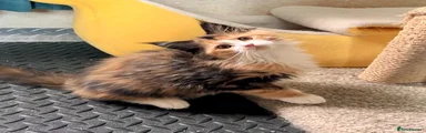 Maine Coon Kitten 2