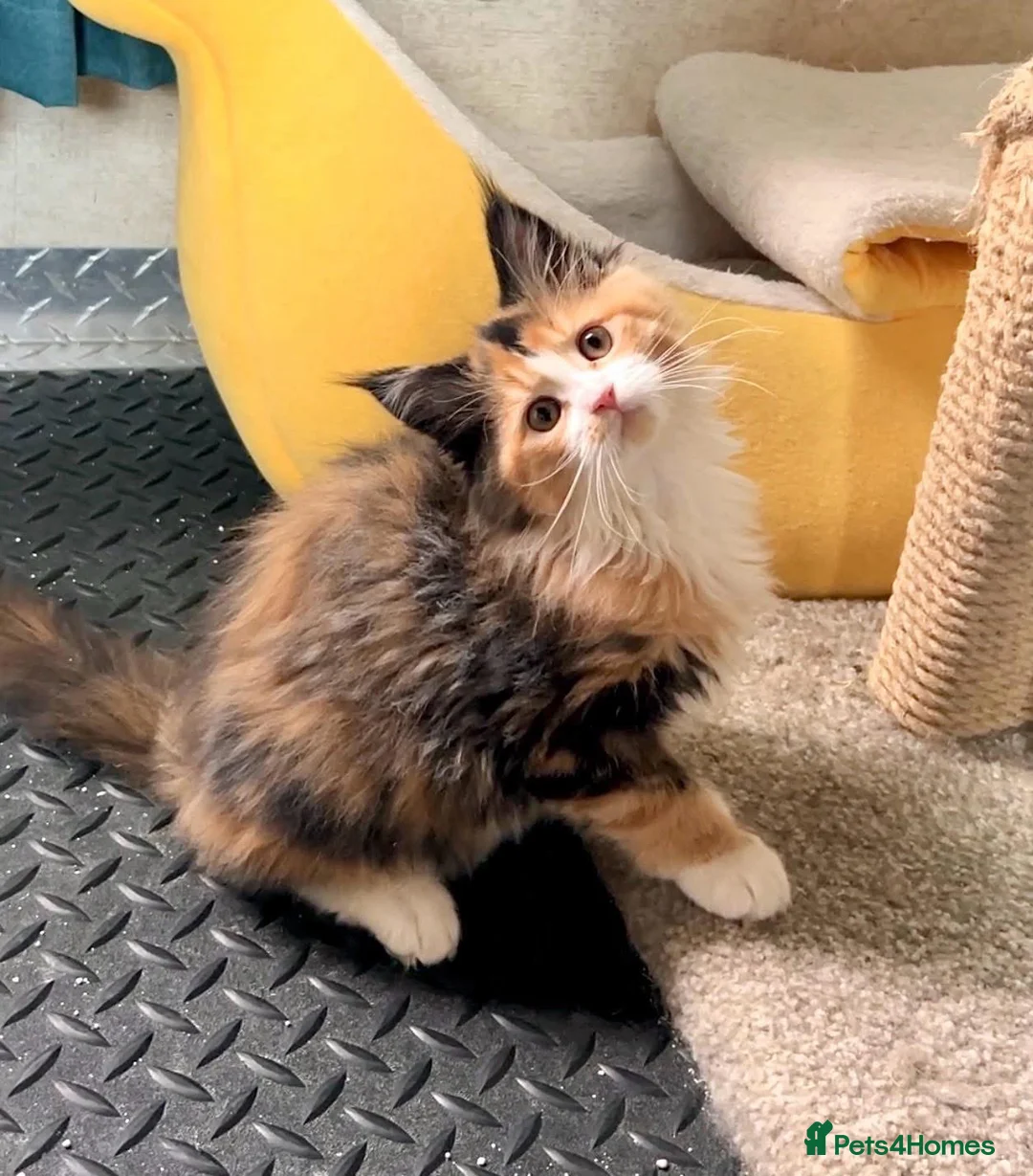 Maine Coon cats for sale: MAINCOON KITTENS 2 LEFT  - Advert 1