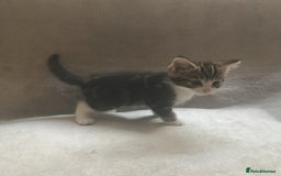Mixed Breed cats for sale: Bring Home a Bundle of Joy Kittens Ready Oct. 2nd! - Image 7
