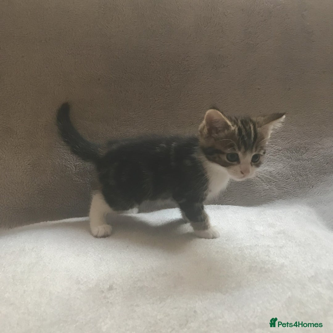 Mixed Breed cats for sale: Bring Home a Bundle of Joy Kittens Ready Oct. 2nd! - Image 7
