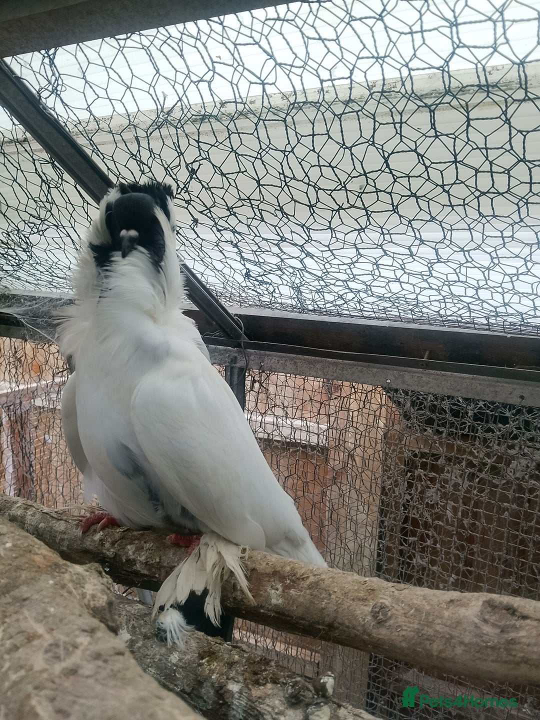 Pigeons birds for sale: Pigeon for sale - Advert 16