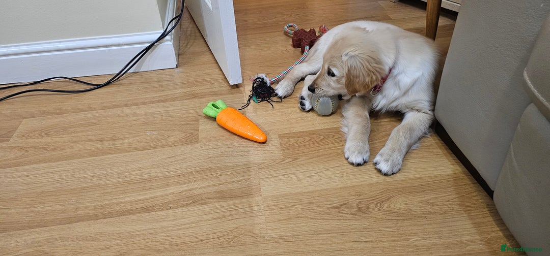Golden Retriever dogs for sale: Beautiful Male Golden Retriever Puppy for Sale - Advert 4
