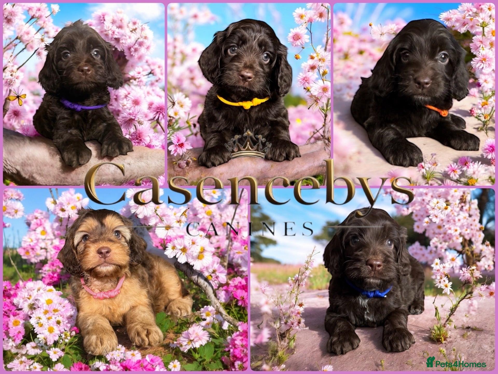 Cockapoo dogs WAITING LIST OPEN   - Advert 2