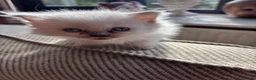 Ragdoll cats for sale: Beautiful Pure Ragdoll kittens - Advert 38