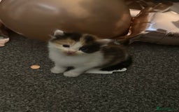 Mixed Breed cats for sale: 3 beautiful kittens available  - Image 10