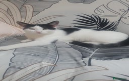Mixed Breed cats for sale: Kittens for sale - Image 1