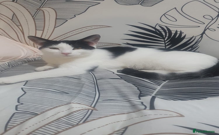 Mixed Breed cats for sale - Advert 1