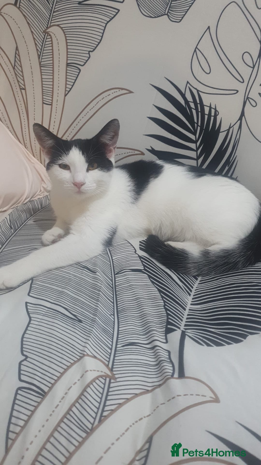 Mixed Breed cats for sale: Kittens for sale - Image 1
