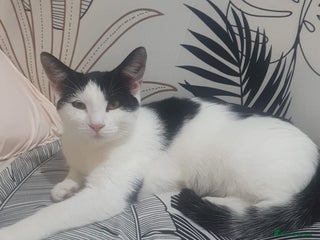 Mixed Breed cats - Advert 33