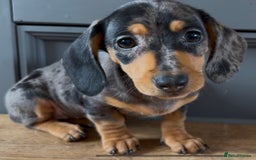 Dachshund dogs for sale: Ready Now, Male Black and Tan Dachshund  - Image 24