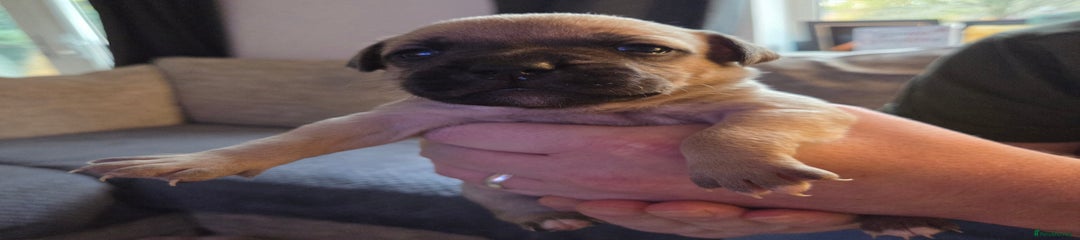 Staffordshire Bull Terrier Puppy 4