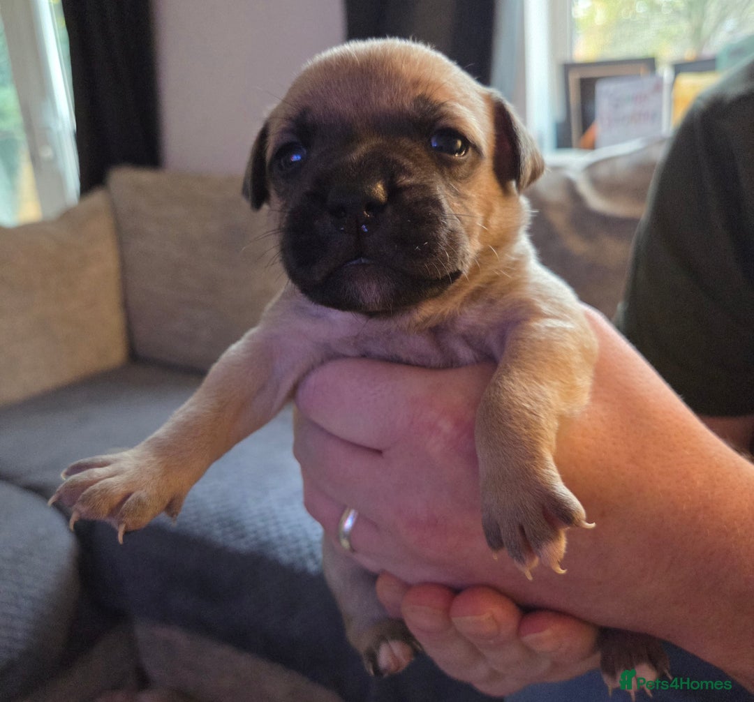 Staffordshire Bull Terrier dogs for sale: Beautiful litter of 9 Staffs  - Image 13