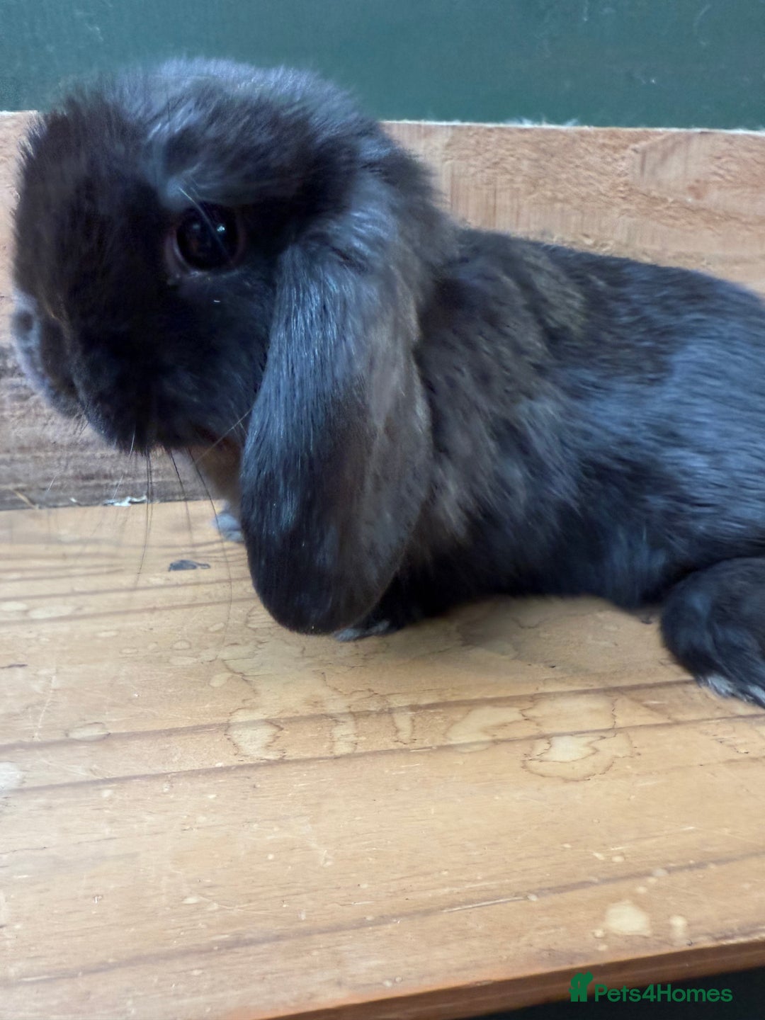 Mini Lop rabbits for sale: MINI LOP BUNNIES PEDIGREE  - Image 25
