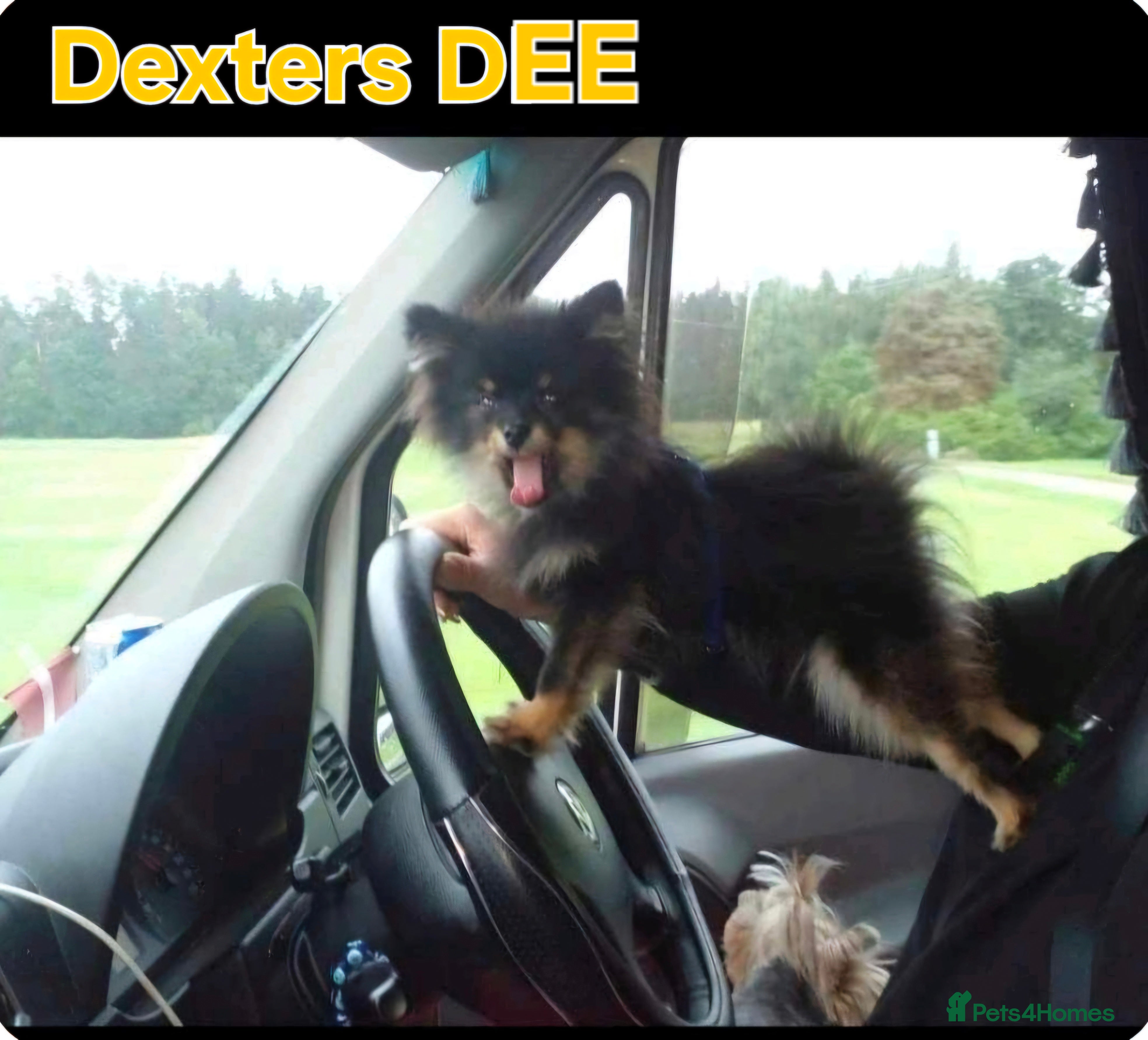 Pomeranian dogs Very, very sexsy mini Pomeranian 🧸 boys for stud in Boston - Advert 5