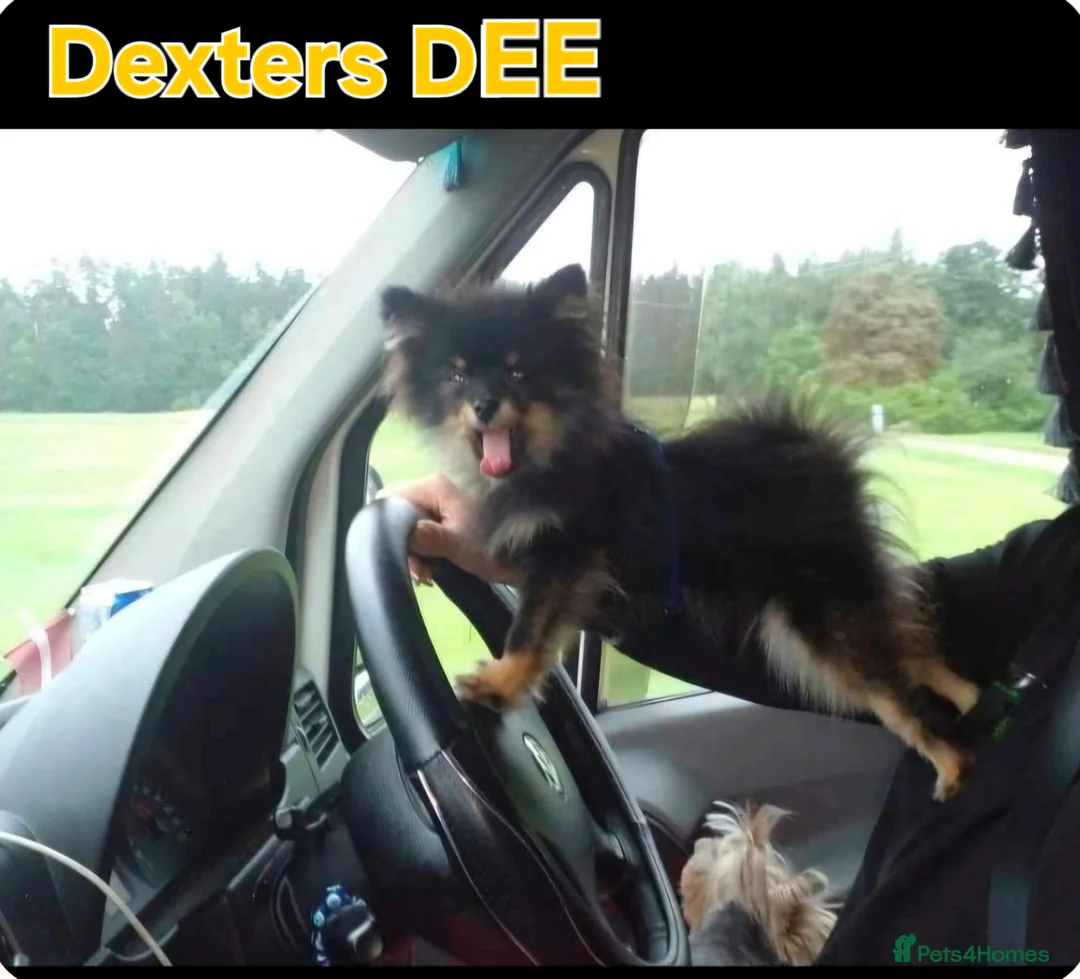 Pomeranian dogs for stud: Very, very sexsy mini Pomeranian 🧸 boys for stud in Boston - Advert 4