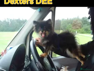 Pomeranian dogs Very, very sexsy mini Pomeranian 🧸 boys for stud in Boston - Advert 1