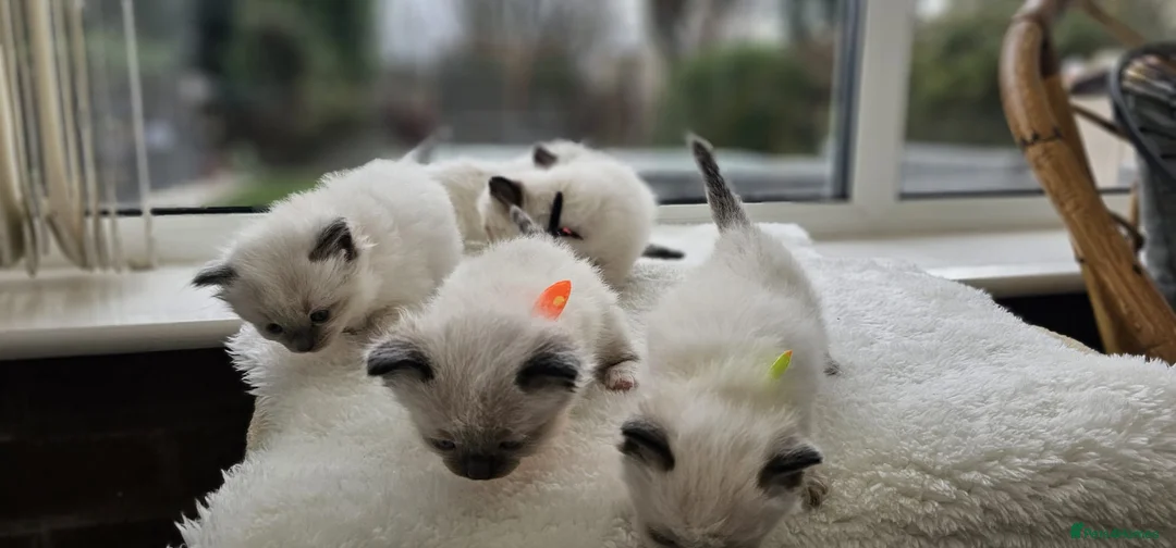 Ragdoll cats for sale: Purebred ragdoll  kittens  - Advert 8