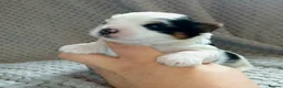 Biewer Terrier dogs for sale: Last Beautiful Biewer Boy left❤️ - Advert 18