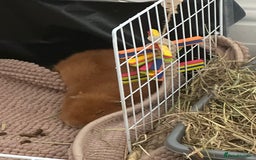 Guinea Pig rodents for sale: 2 Male Guinea pigs with cage - Image 3
