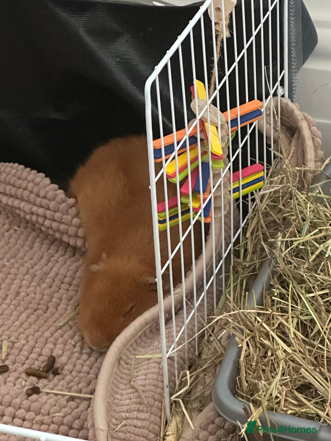 Guinea Pig rodents for sale: 2 Male Guinea pigs with cage - Image 3