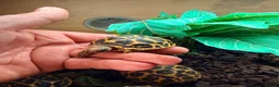 Tortoise reptiles for sale: Indian star tortoise  - Advert 4