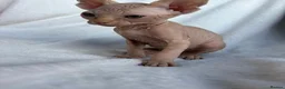 Sphynx cats for sale: Gorgeous stripped Sphynx kittens - Advert 14
