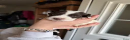 English Springer Spaniel dogs for sale: Springer spaniels puppies - Advert 13