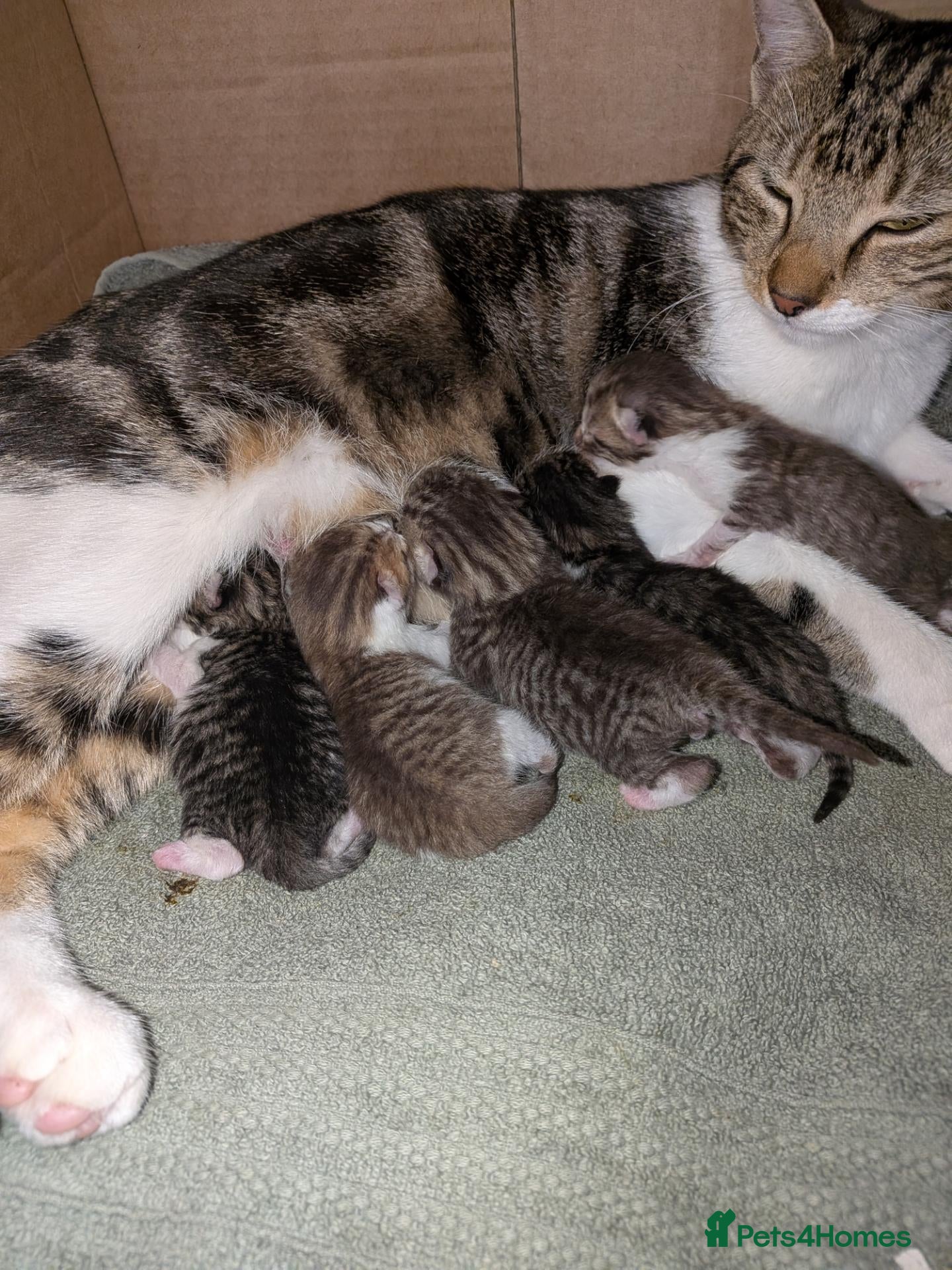 Mixed Breed cats 3x girl kittens  - Advert 5