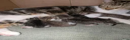 Mixed Breed cats for sale: 3x girl kittens  in Halstead - Advert 1