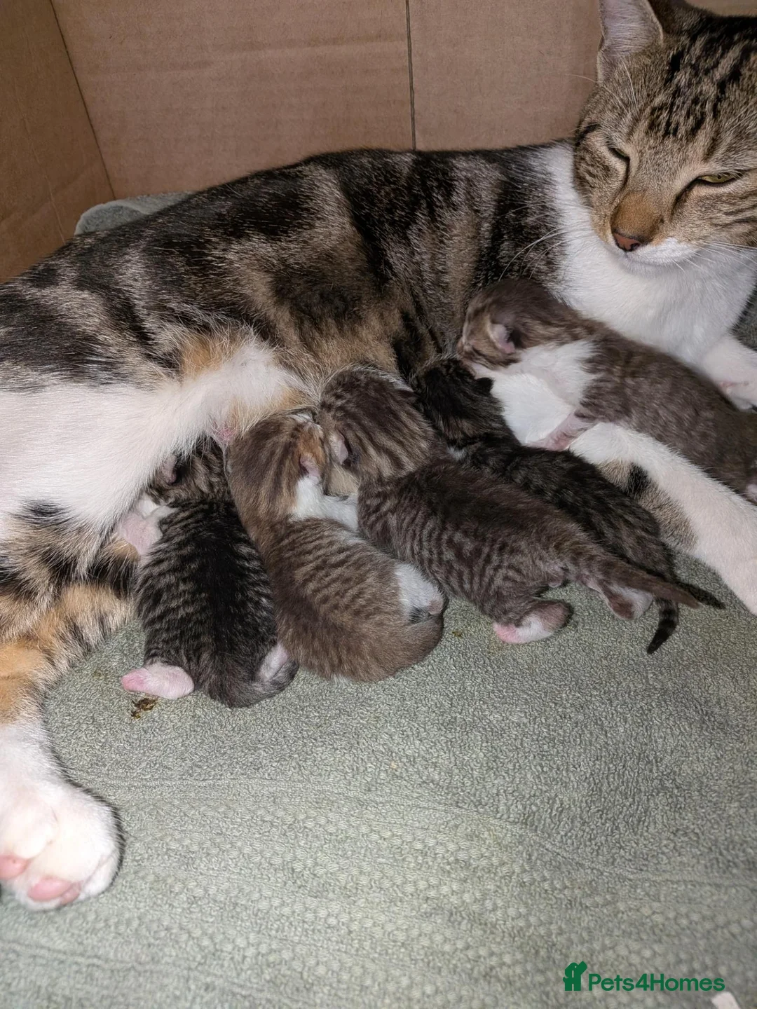 Mixed Breed cats for sale: 3x girl kittens  in Halstead - Advert 1