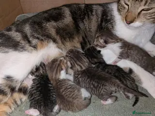 Mixed Breed cats 3x girl kittens - Advert 1