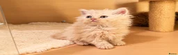 Selkirk Rex cats for sale: Beautiful litter of longhair Selkirk Rex kittens - Advert 27