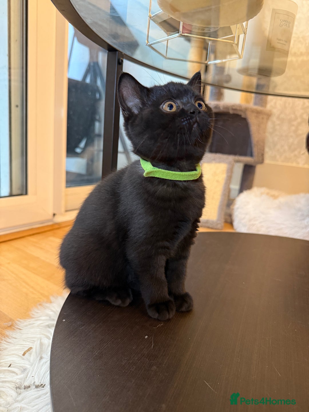 British Shorthair cats for sale: Only 2 girls left ready to go BBSH - Image 5