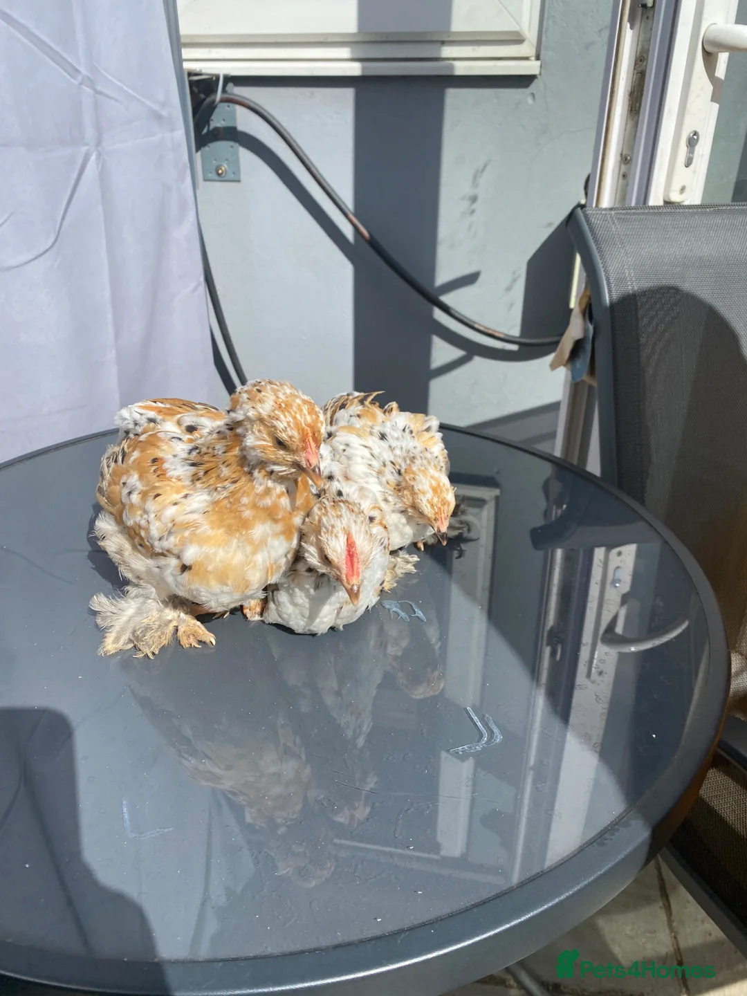 Chickens poultry for sale: 3x Mottled pekin bantam  - Advert 2