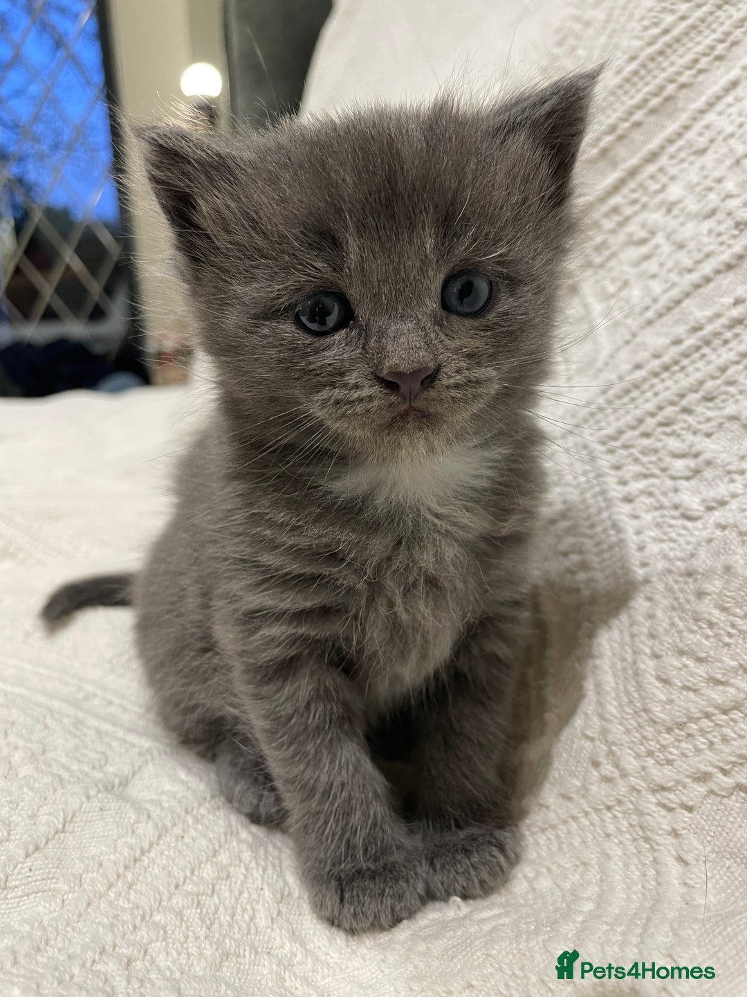 Maine Coon cats for sale: Maine coon x bsh. READY 14th BUT CAN HOLD - Advert 26