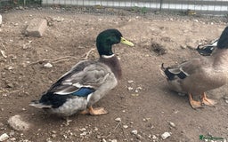 Ducks poultry for sale: 2 male drakes  - Image 3