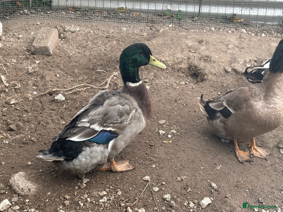 Ducks poultry for sale: 2 male drakes  - Image 3