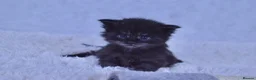 Maine Coon cats for sale: Maine coon kittens 5 ⭐ homes only  - Advert 9