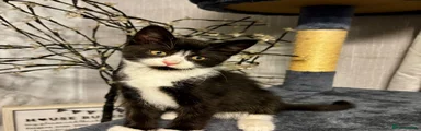 Mixed Breed Kitten 1