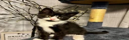 Mixed Breed cats for sale: Beautiful tuxedo kittens  - Advert 18