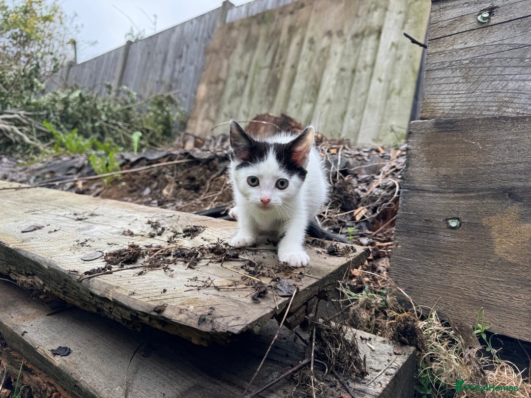 European cats for sale: Adorable Tuxedo Longhair Kittens  - Image 8