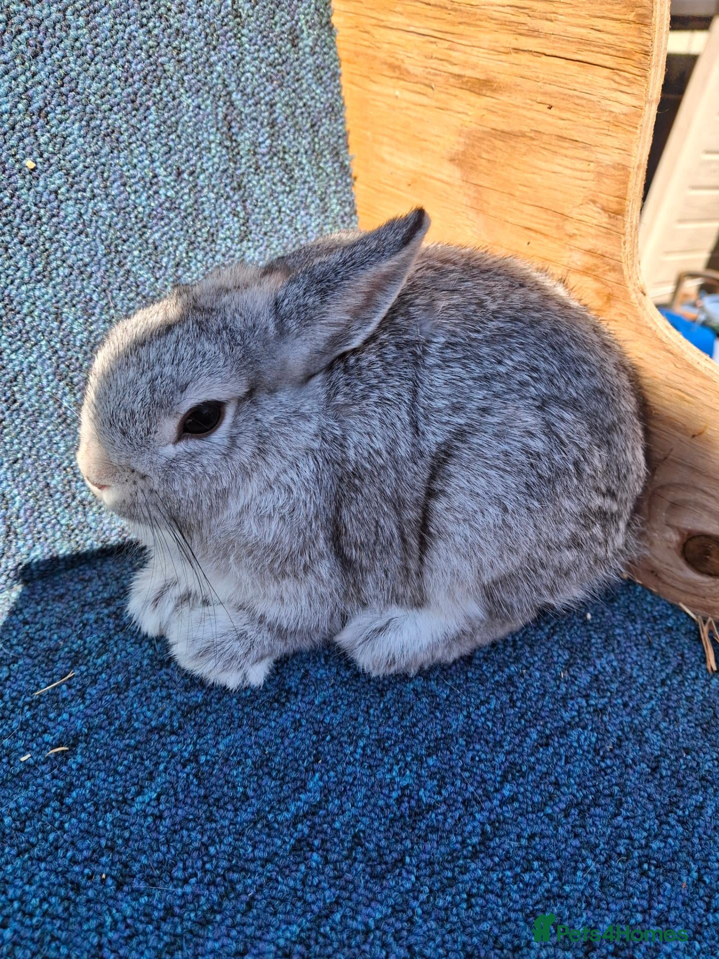 Netherland Dwarf rabbits Beautiful female netherland dwarf - Advert 1